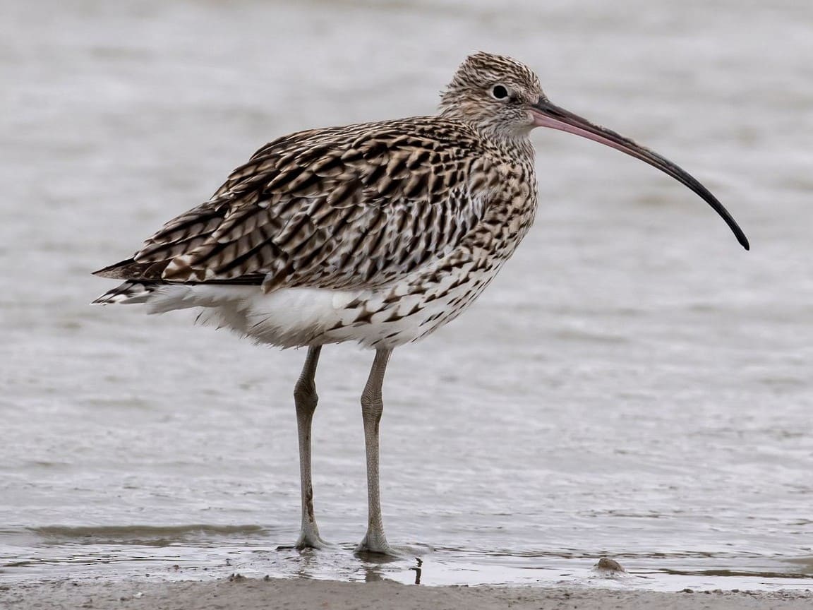 Eurasian Curlew